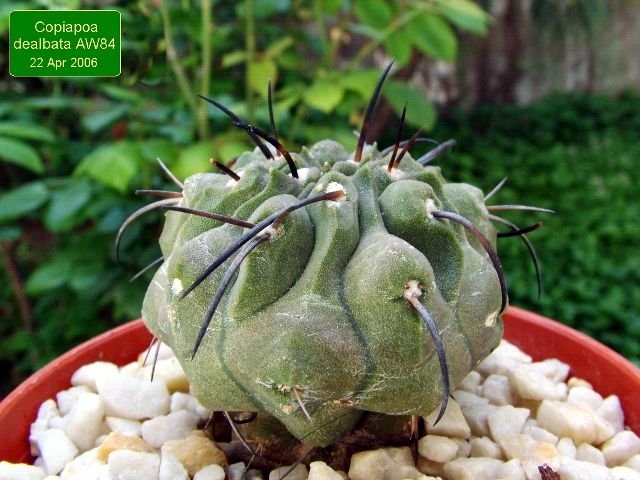 Copiapoa _dealbata _AW84 _04